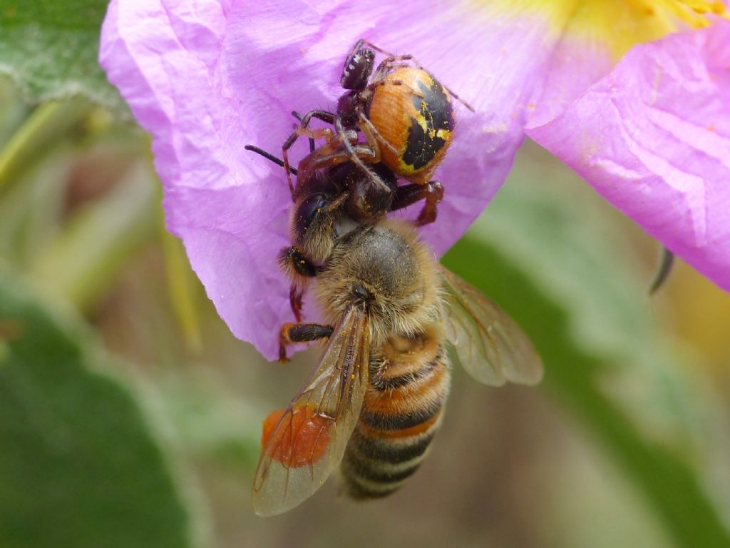 Multitasking - Synema globosum.